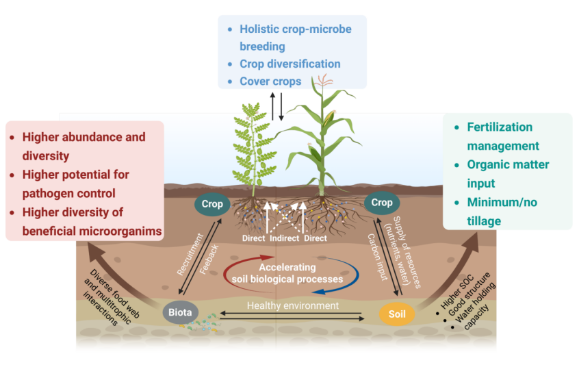 示意图为基于植物-土壤反馈理念的土壤健康管理技术。校方供图