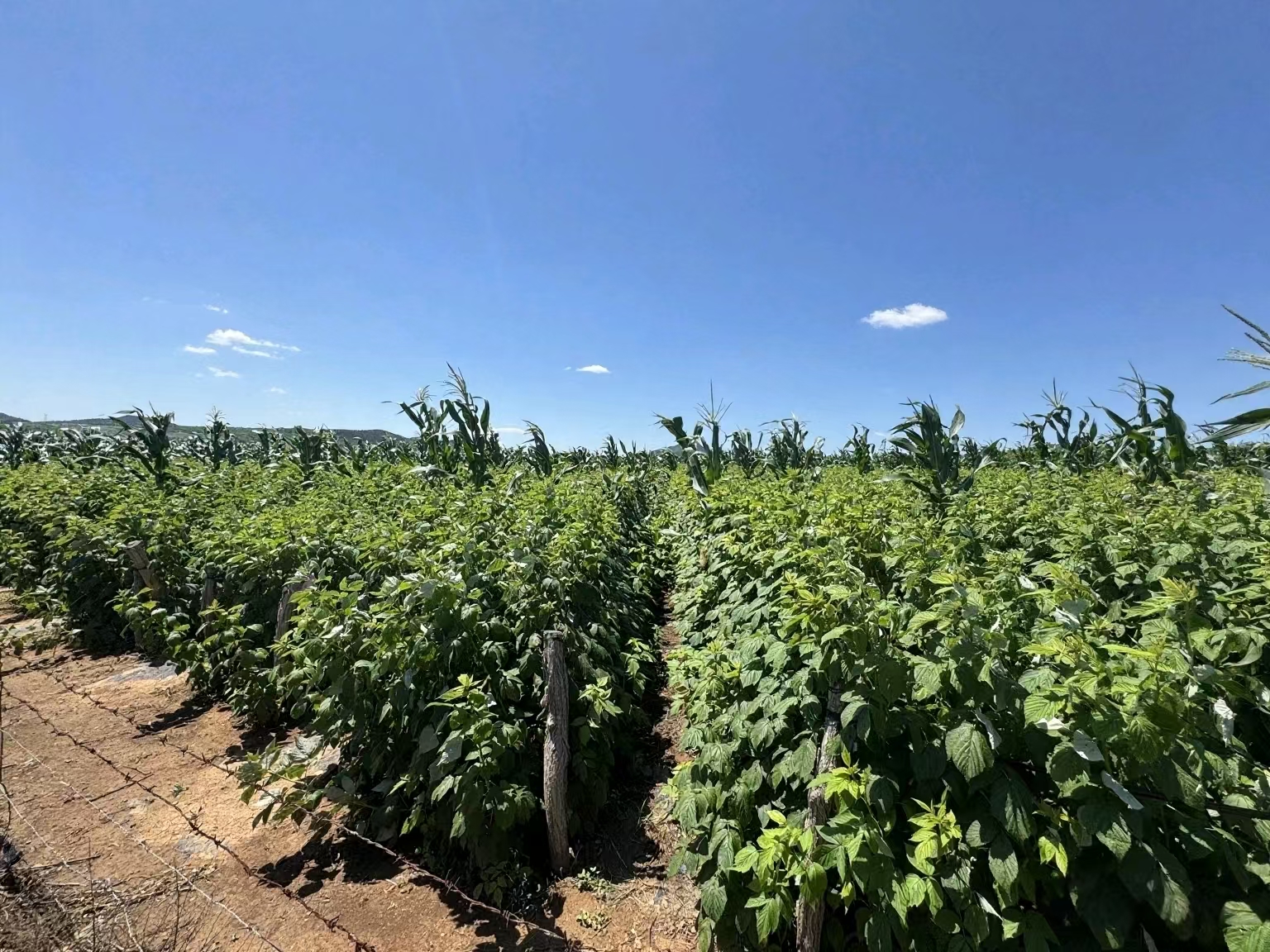 微信图片_20250714094617_41