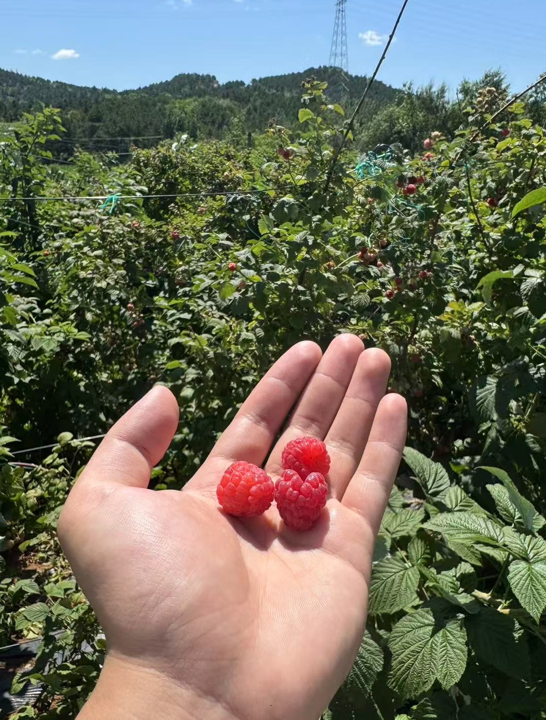 017668fd6c9375fd62499d403d574c0f